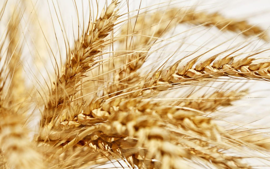 ¿Qué es el Gluten?