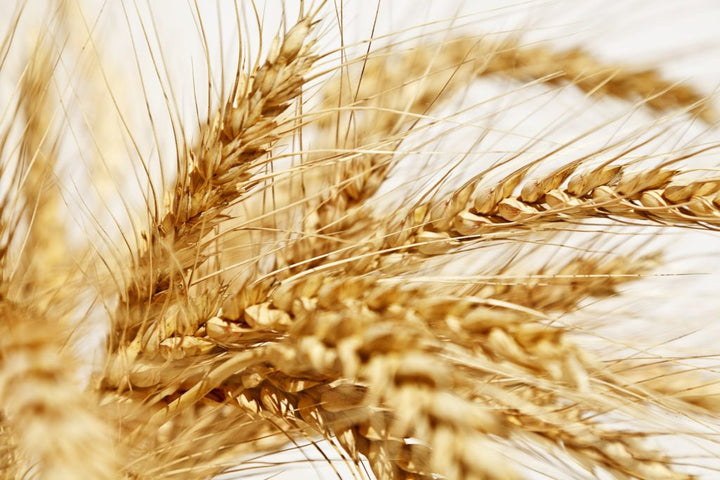 ¿Qué es el Gluten?